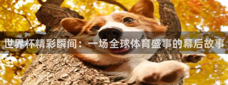 世界杯足球赛2026赛程时间：世界杯精彩瞬间：一场全球体育盛事的幕后故事