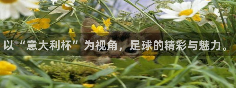 2026世界杯赛程：以“意大利杯”为视角，足球的精彩与魅力。